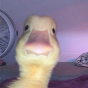 Meet your Posher, Idania